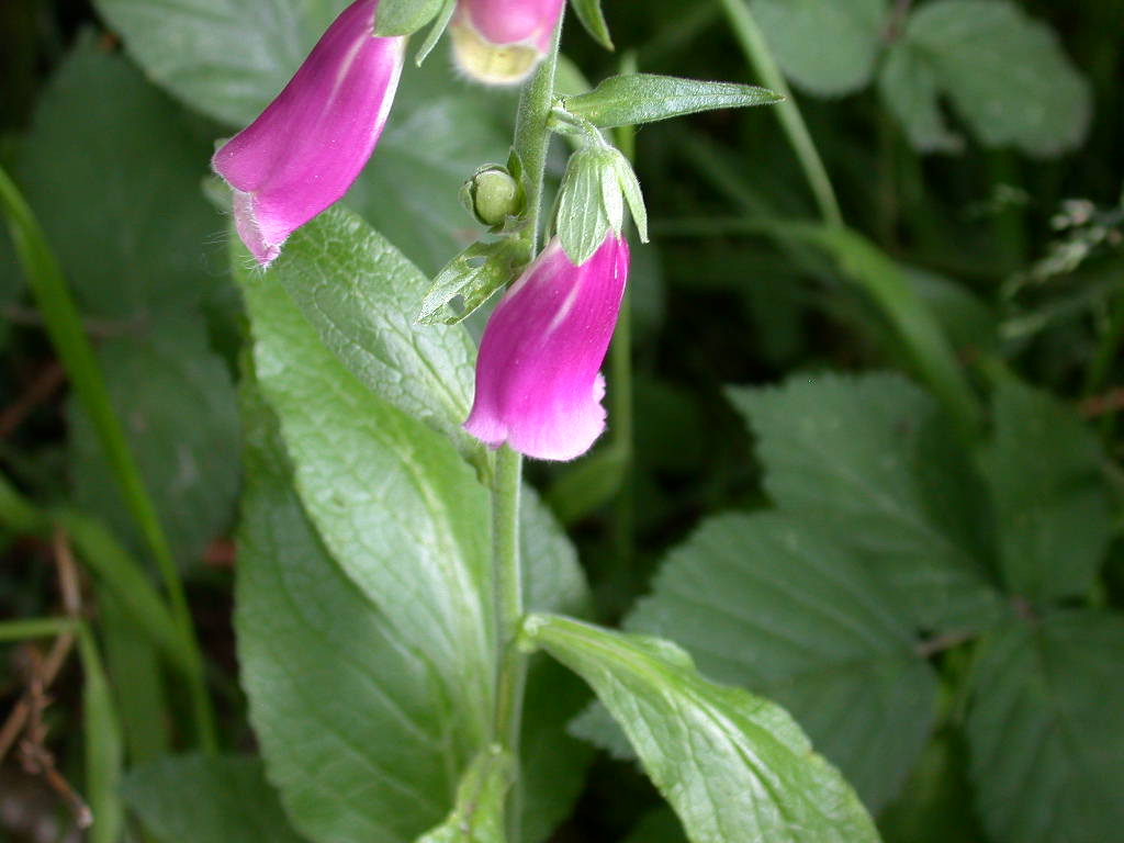 Digitalis purpurea / Digitale rossa